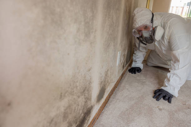 Best Residential Mold Inspection & Testing  in USA